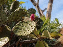 nopal