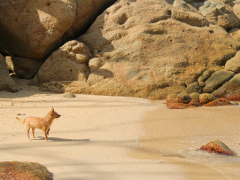 La%20Roqueta%20Pet%20Friendly